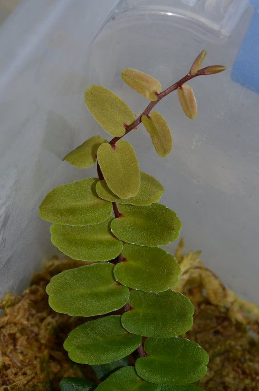 Marcgravia sp. "Small Leaf"