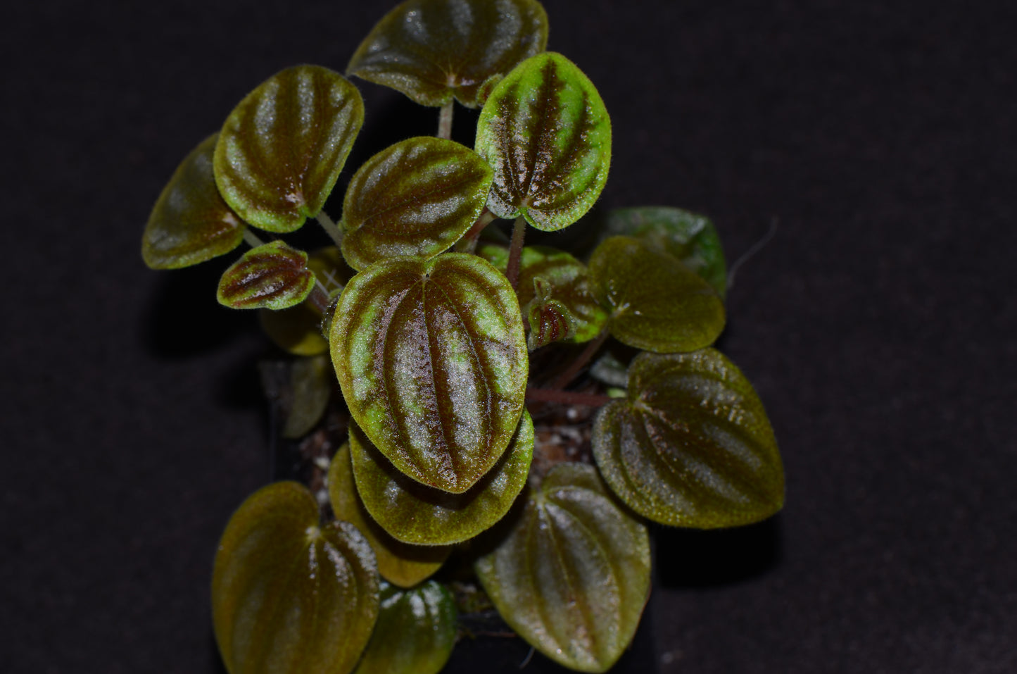Peperomia sp. "Colombia"