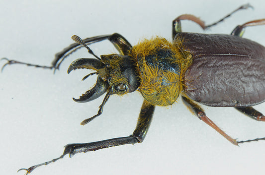 Sphaenognathus xerophilus