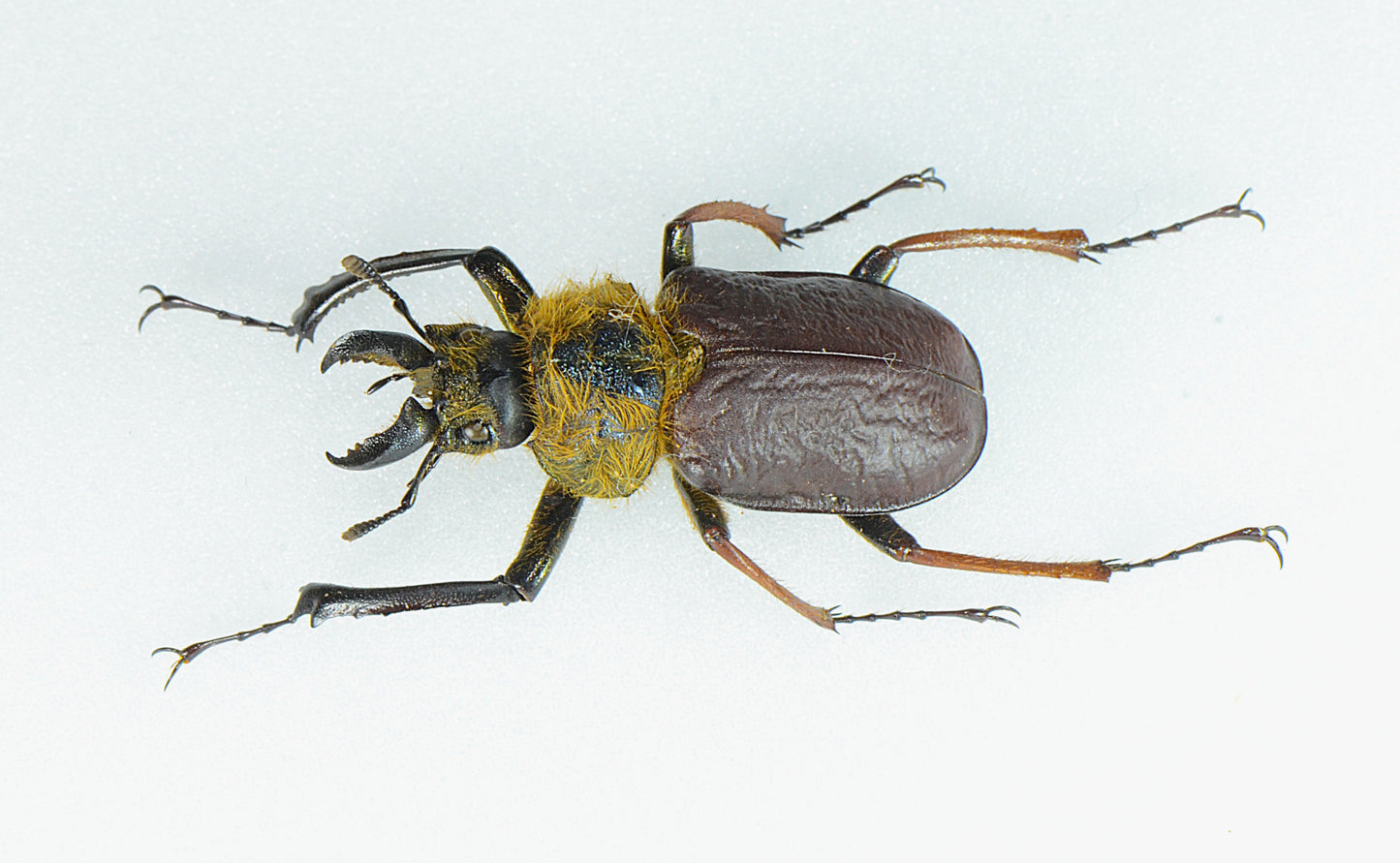 Sphaenognathus xerophilus