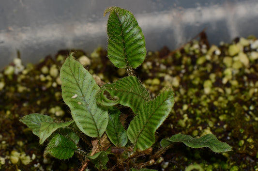 Elaphoglossum sp. "Striped"