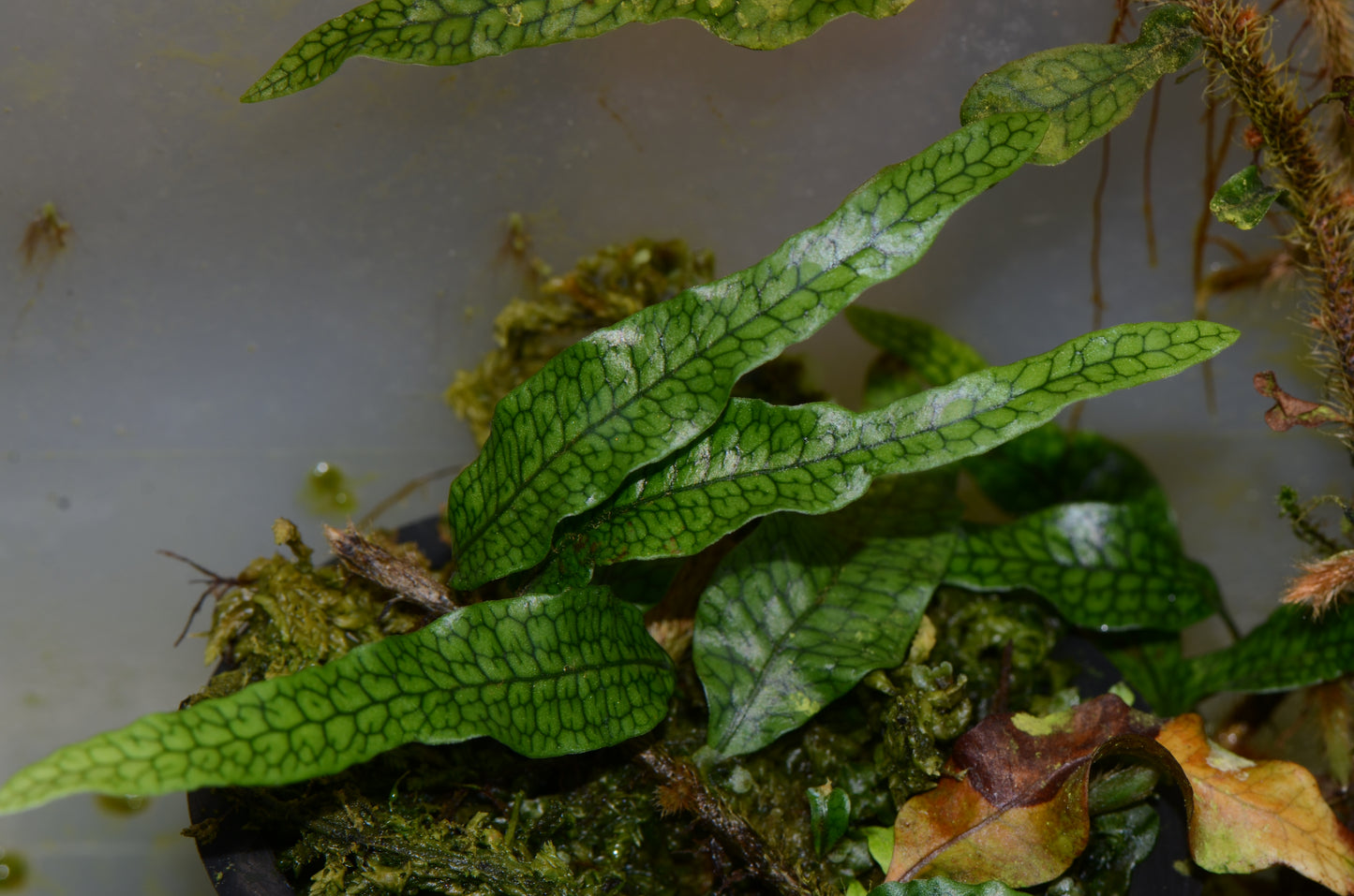 Microgramma aff. lycopodoides "Thick Rhizome"