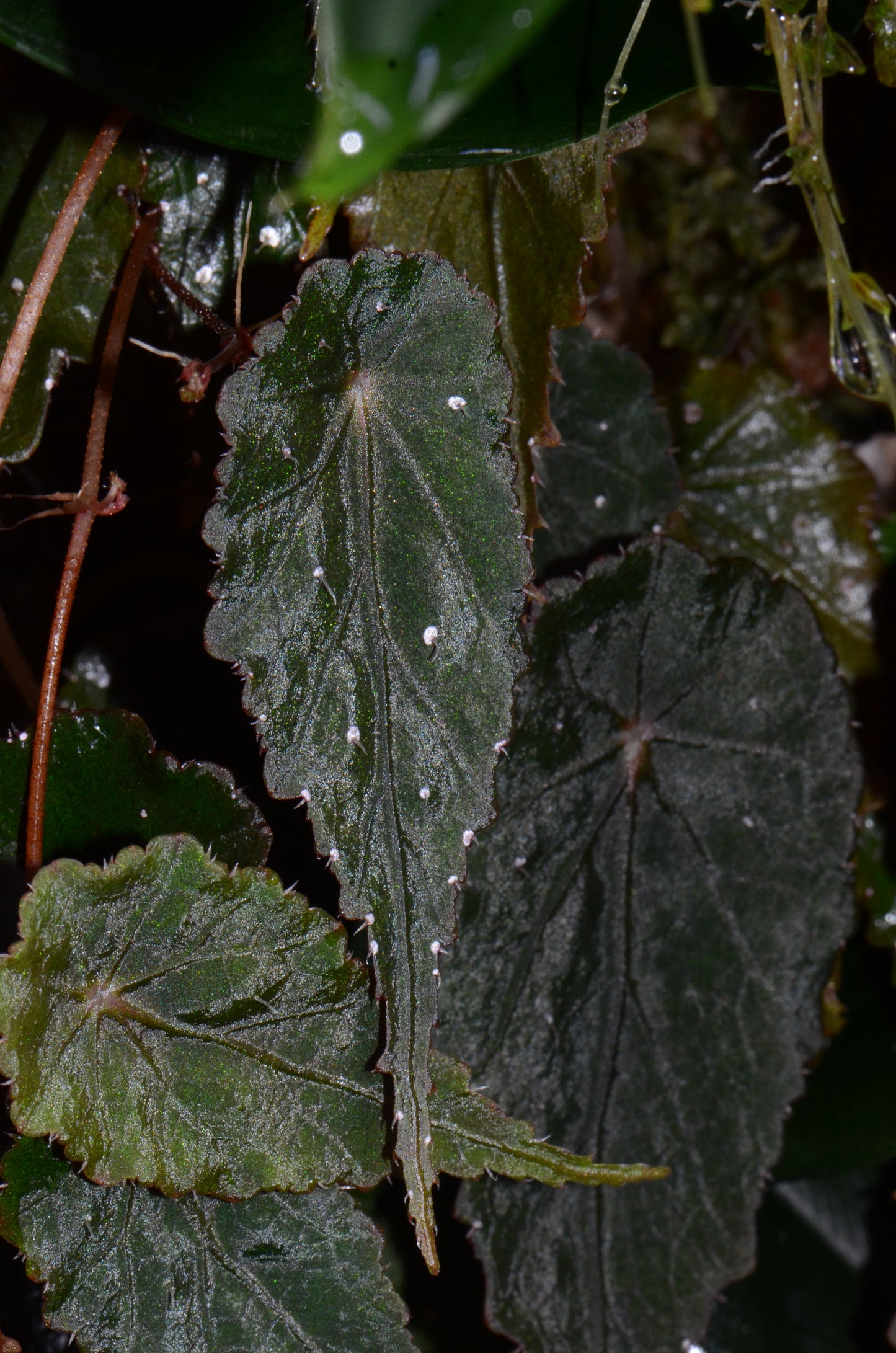 Begonia aff. troepalifolia "Rincon Dulce"