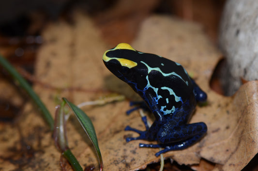 Dendrobates tinctorius "True Sipaliwini"
