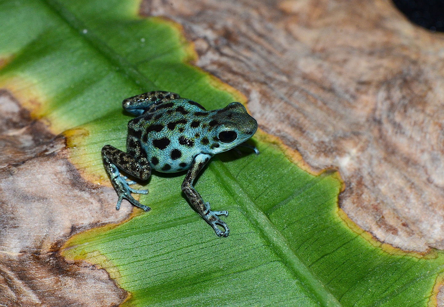 Oophaga pumilio "Uyama River"