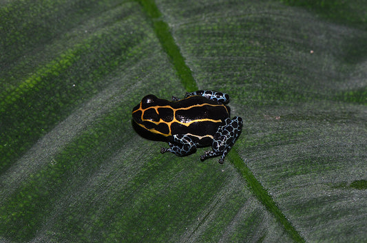 Ranitomeya imitator "Yurimaguas"