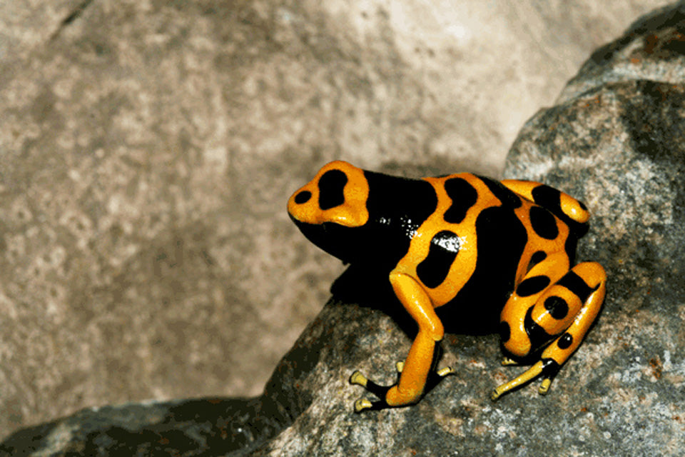 Dendrobates leucomelas "Standard"