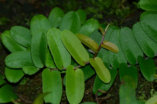 Marcgravia sp. "Amarillo"