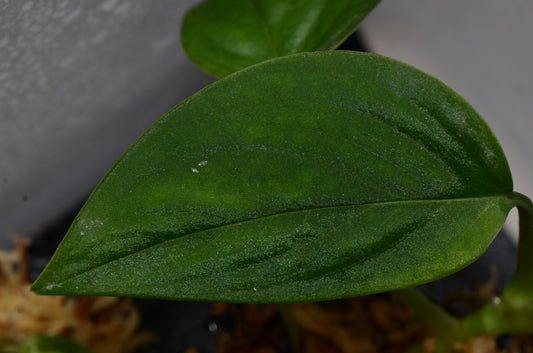 Monstera sp. "Light Velvet"