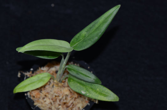 Monstera sp. "Lanceleaf"