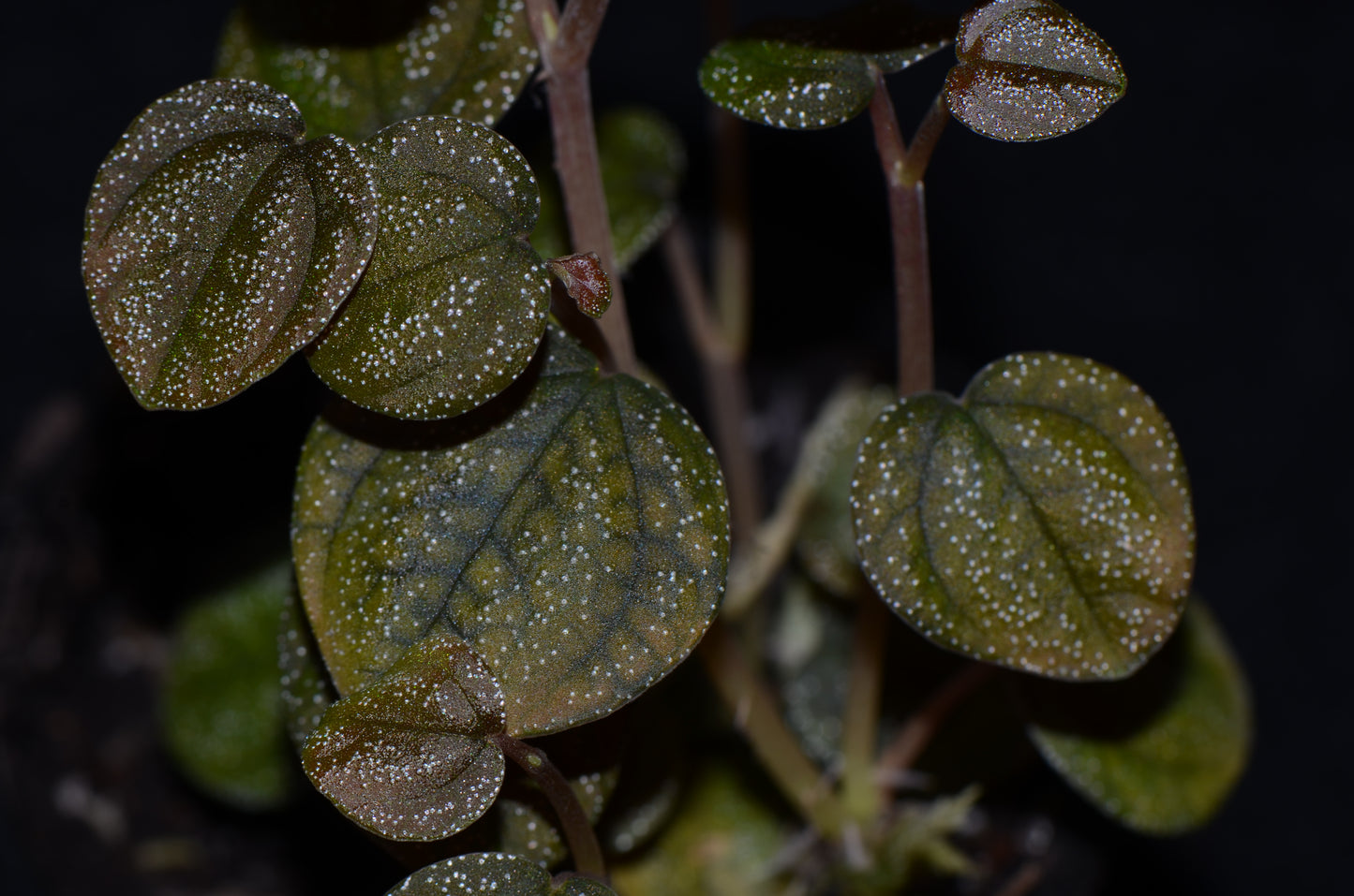 Peperomia antoniana