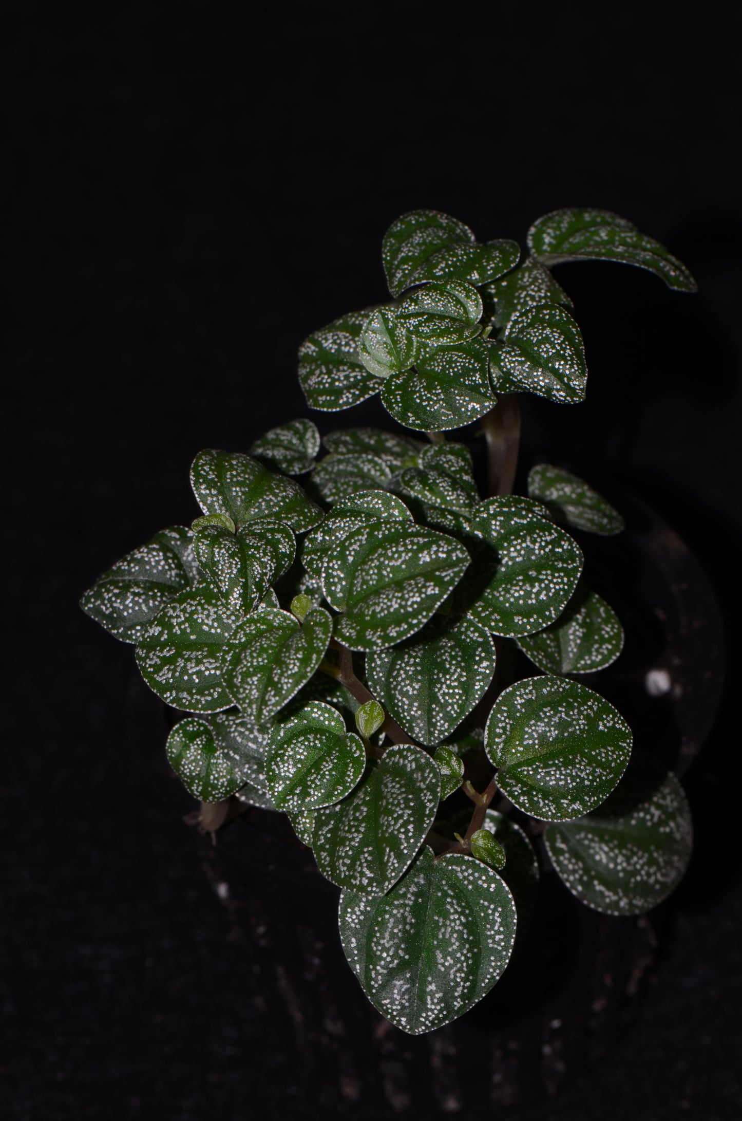 Peperomia antoniana "Green"