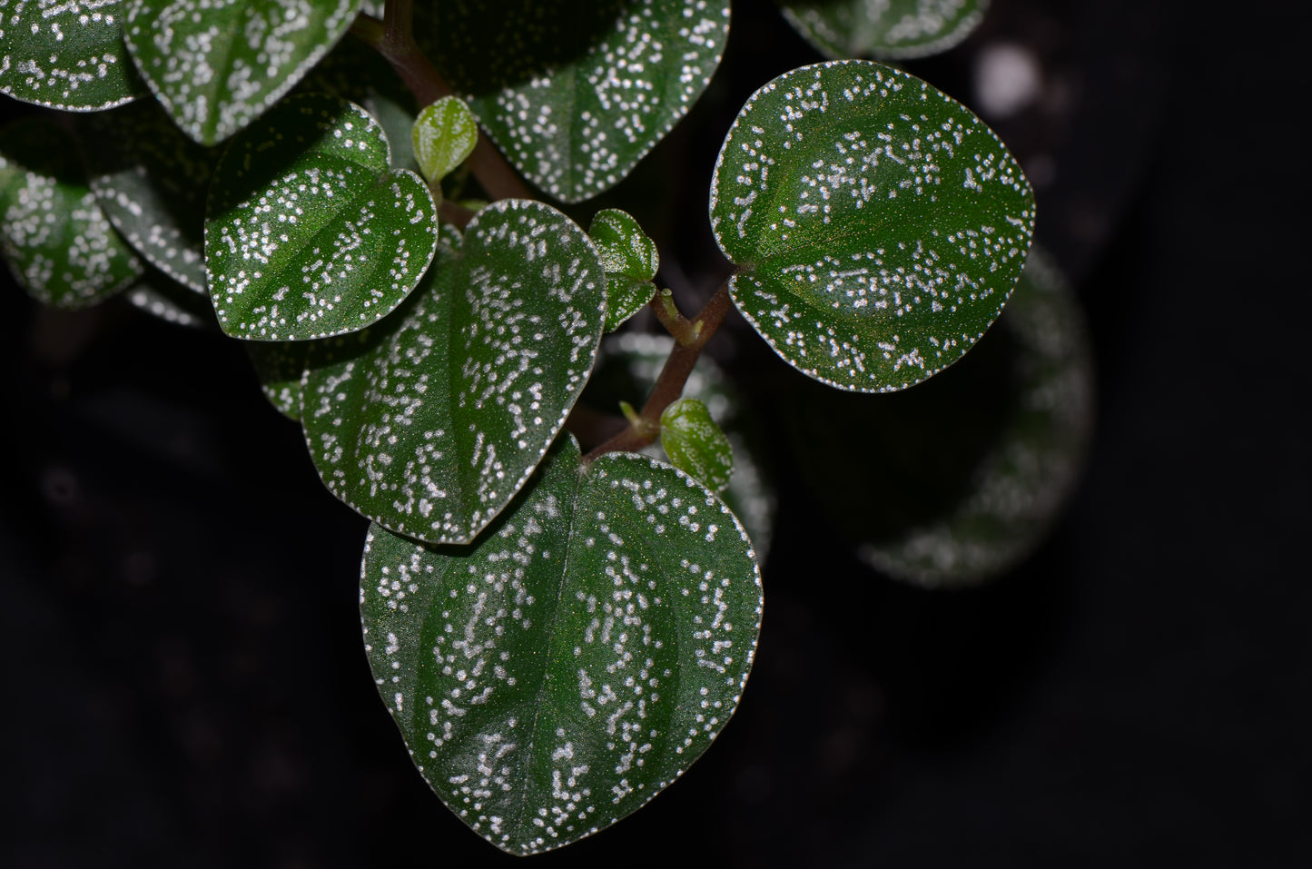 Peperomia antoniana "Green"