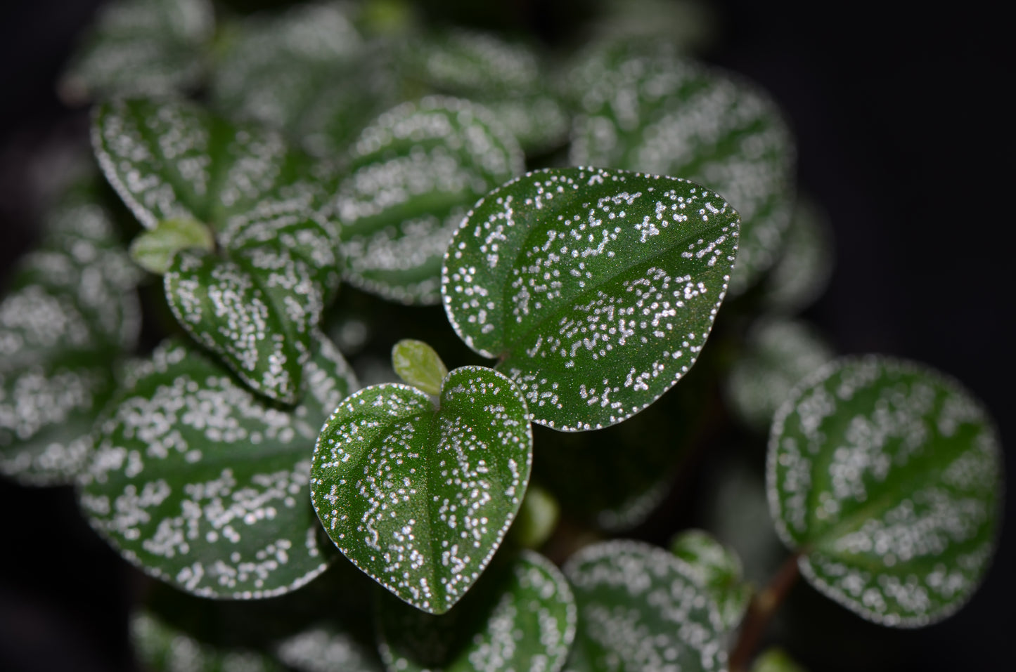 Peperomia antoniana "Green"