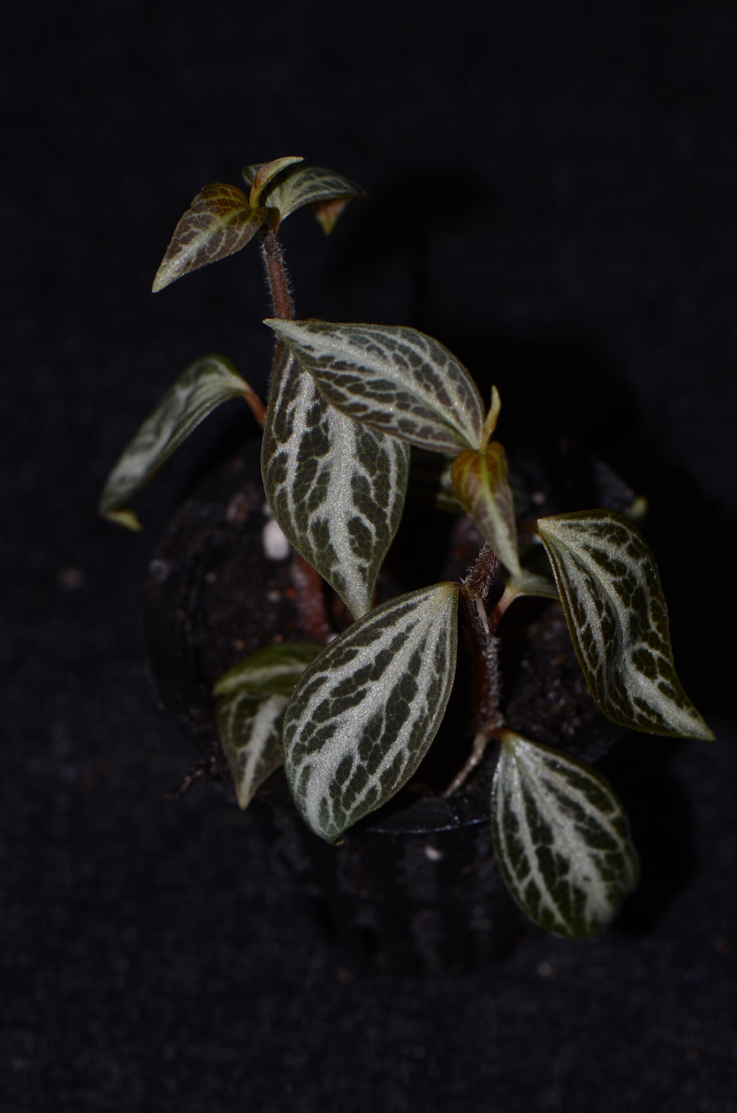 Peperomia aff. bicolor "Ecuador"