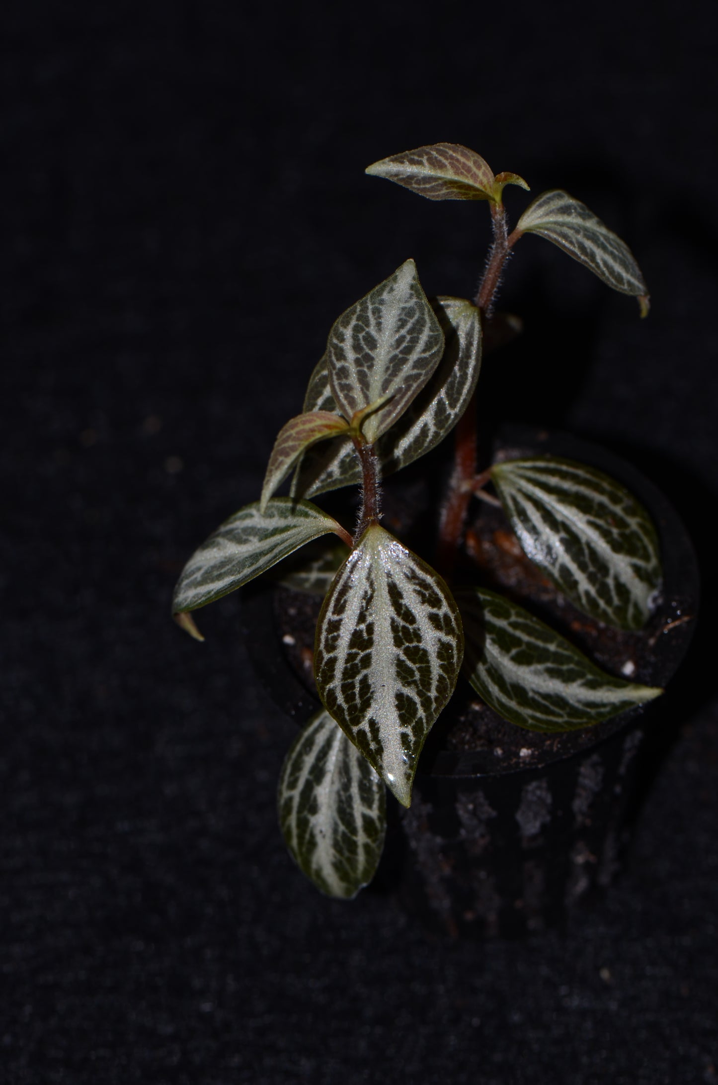 Peperomia aff. bicolor "Ecuador"