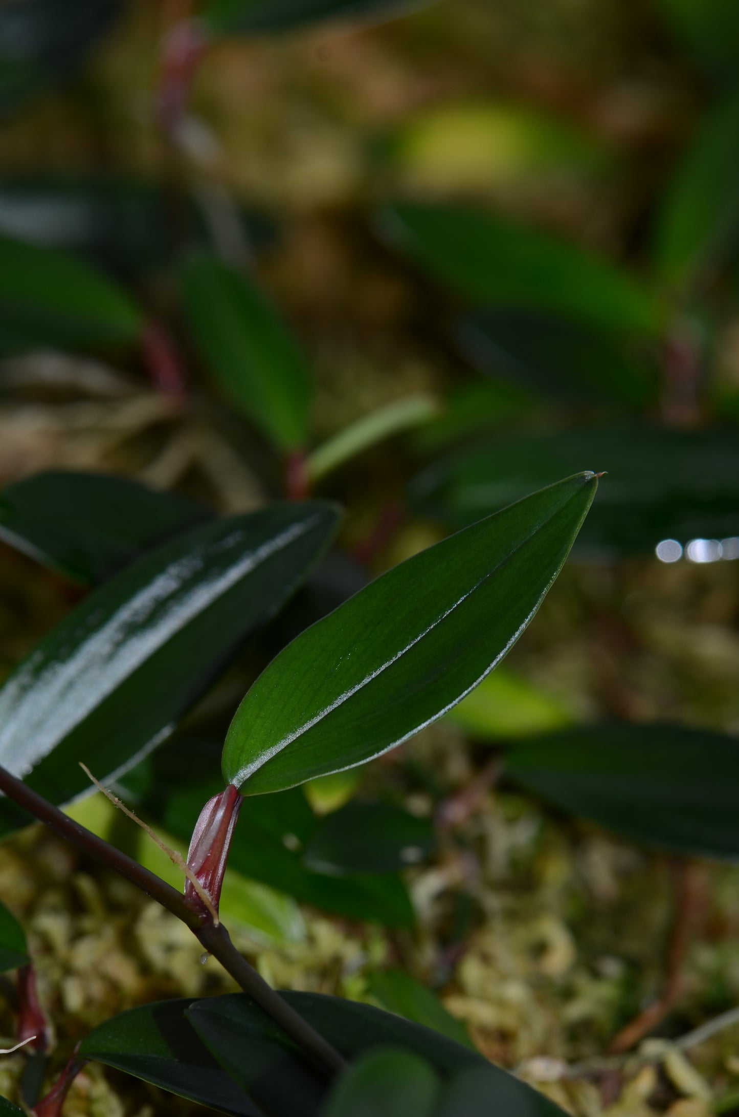 Philodendron pierrelianum "Darkside"