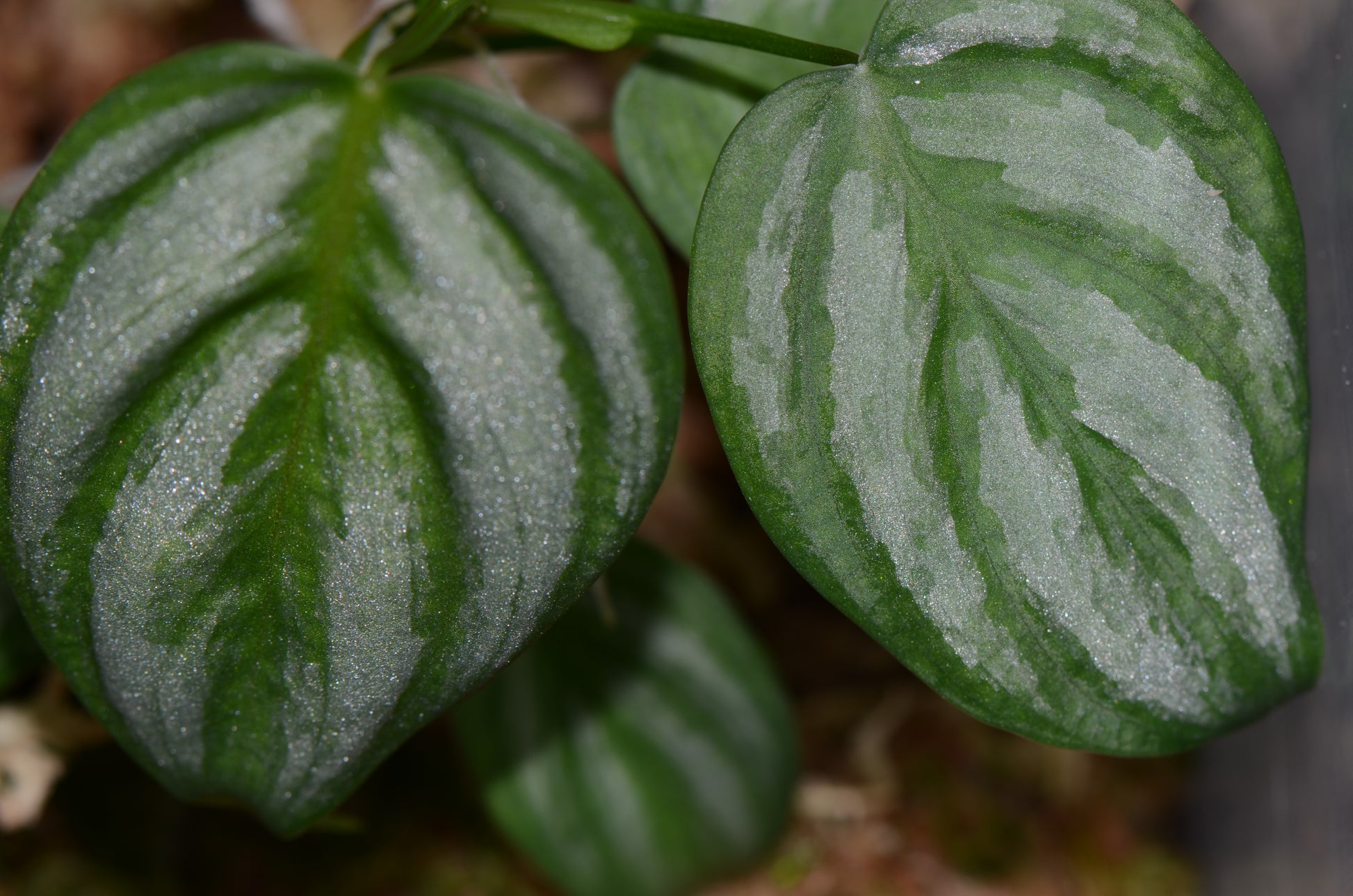 peru philodendron Philodendron aff. brandtianum "Peru" – Understory Enterprises
