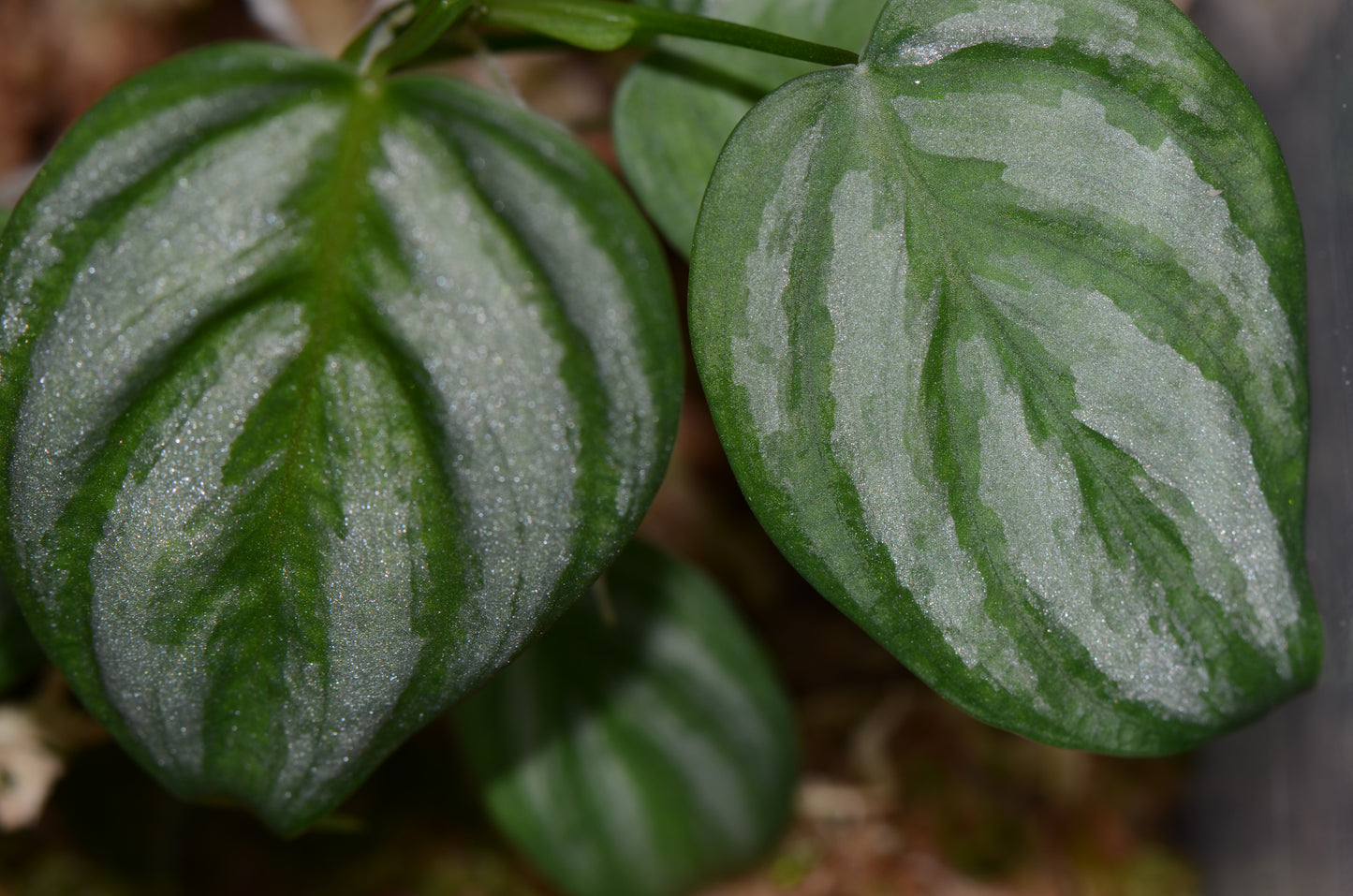 Philodendron aff. brandtianum "Peru"