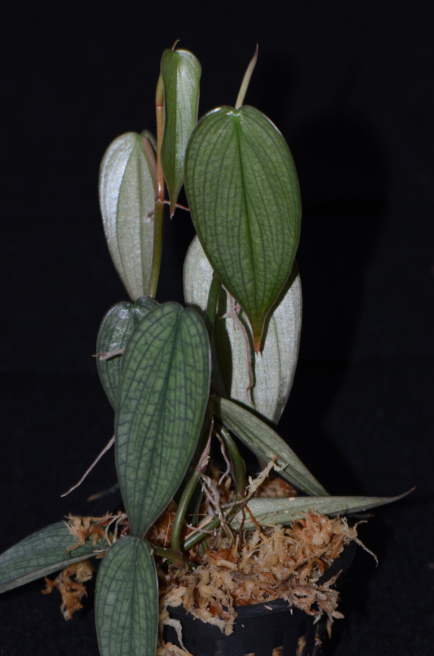 monstera burle marx fantasy Philodendron sp. "Burle Marx Fantasy"