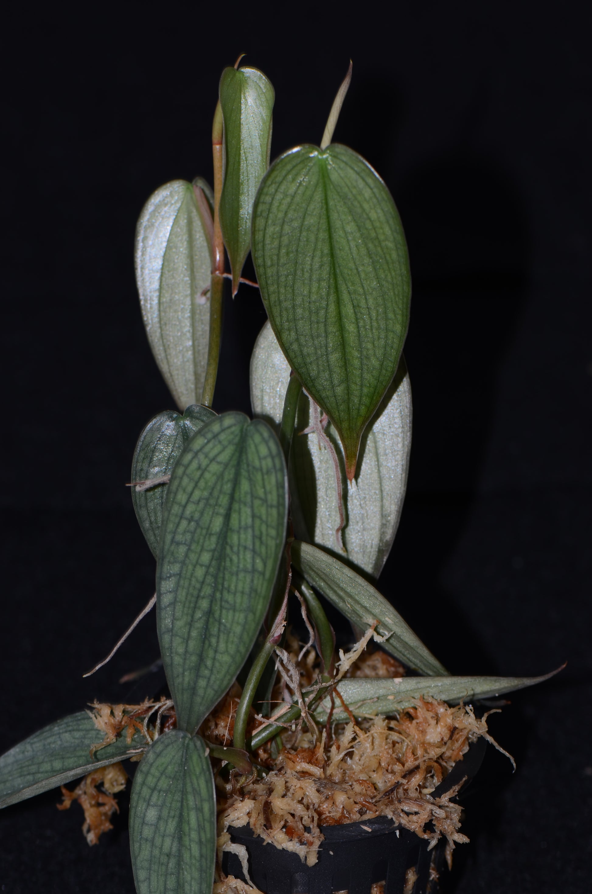 philodendron african fantasy for sale Philodendron sp. "Burle Marx Fantasy" – Understory Enterprises