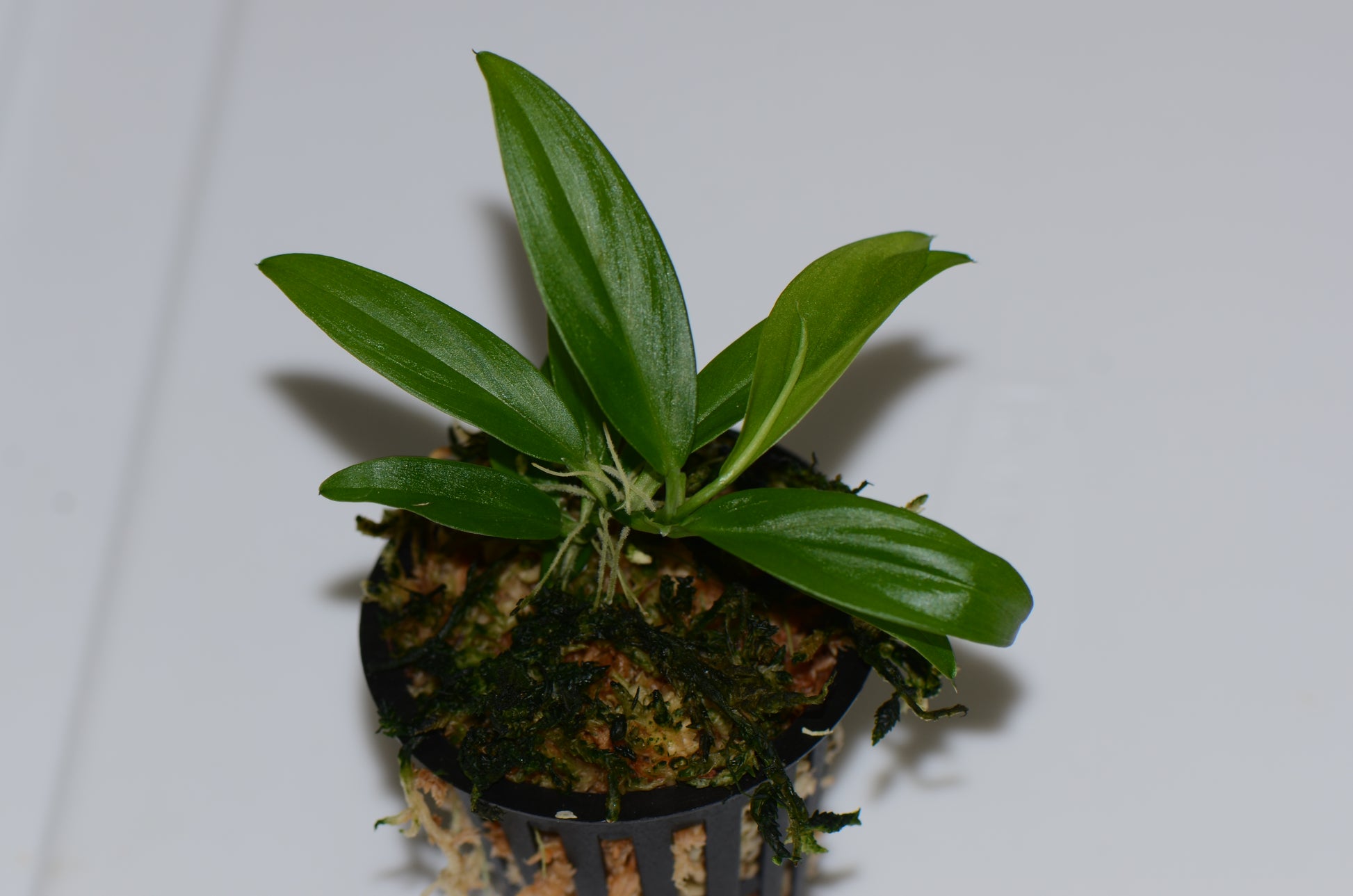 dwarf philodendron Philodendron sp. "Dwarf Borja Ridge" – Understory Enterprises