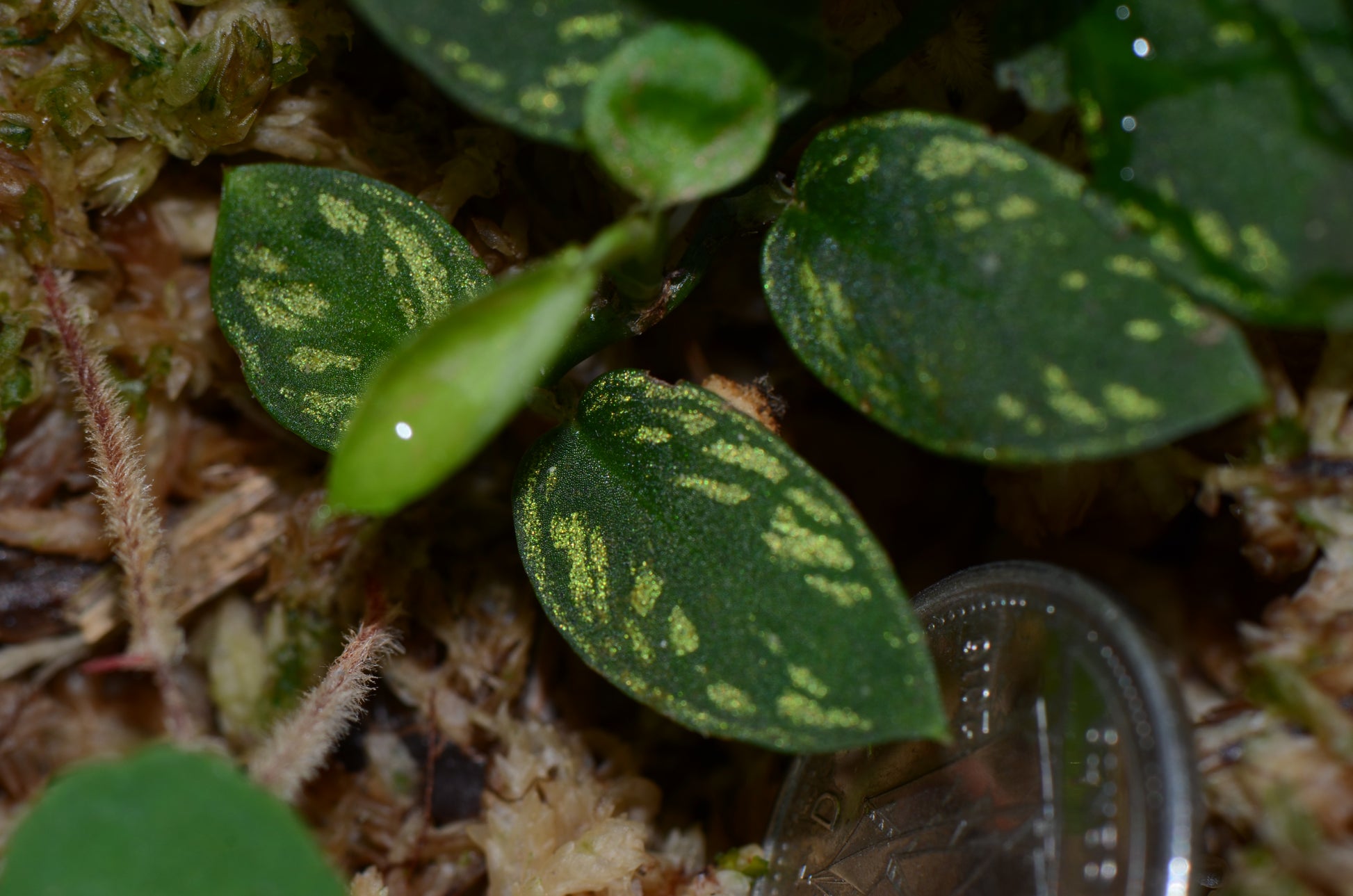 philodendron sp peru Philodendron sp. "Iquitos Gold Dust"
