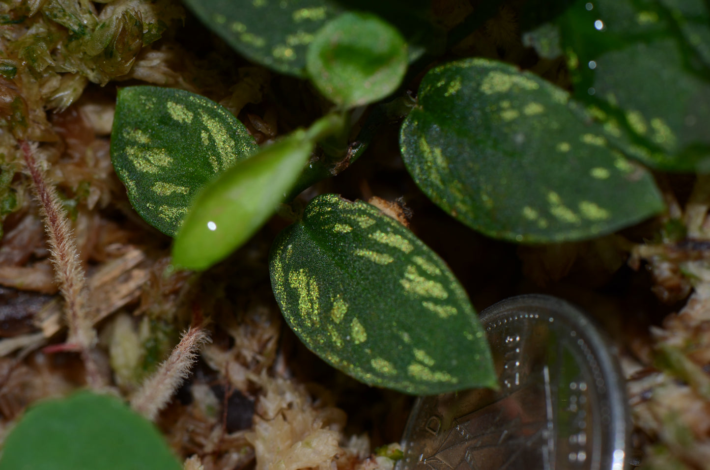 Philodendron sp. "Iquitos Gold Dust"