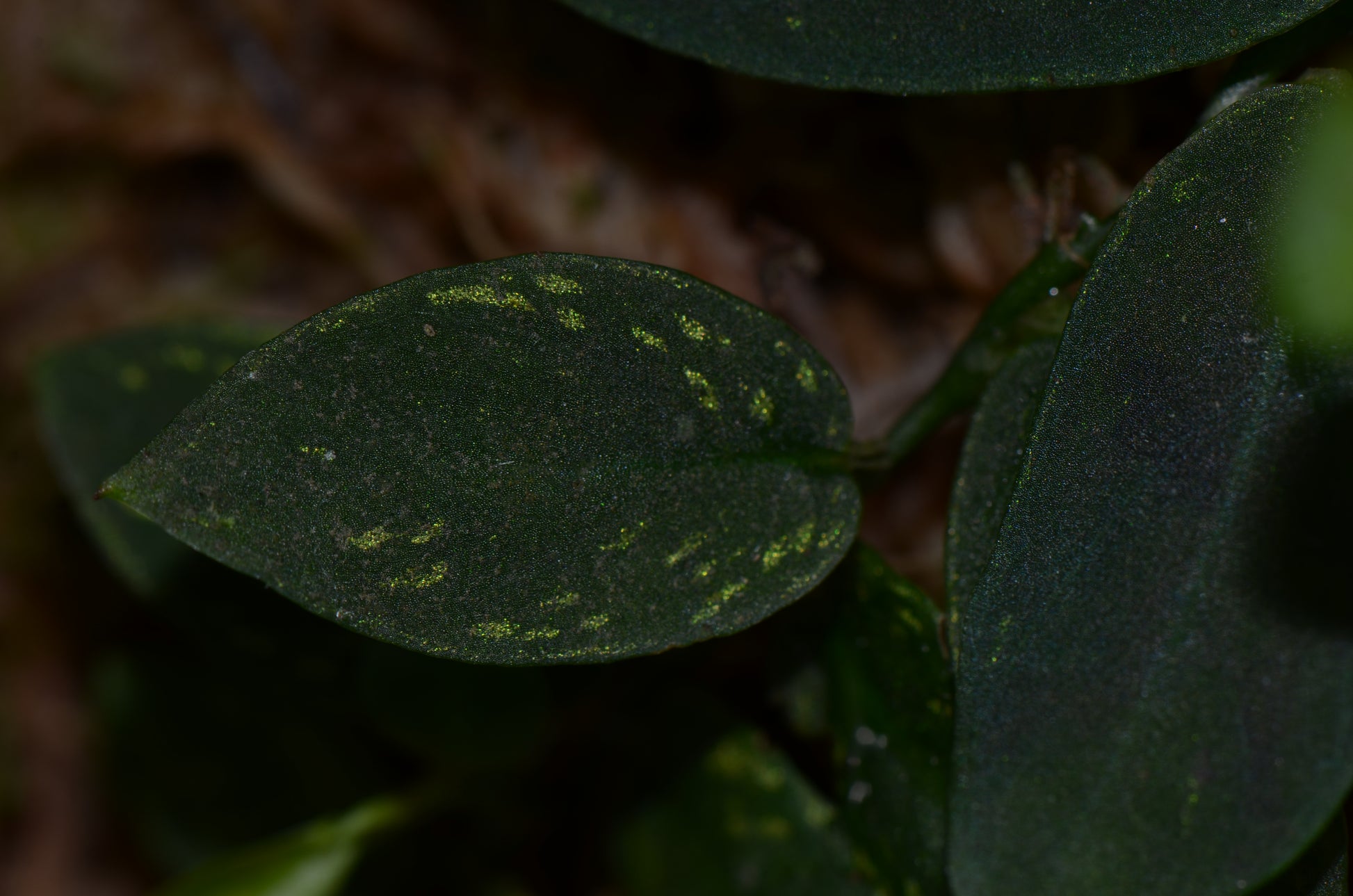 philodendron gold dust Philodendron sp. "Iquitos Gold Dust"