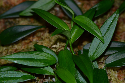 Philodendron sp. "Green Spear"