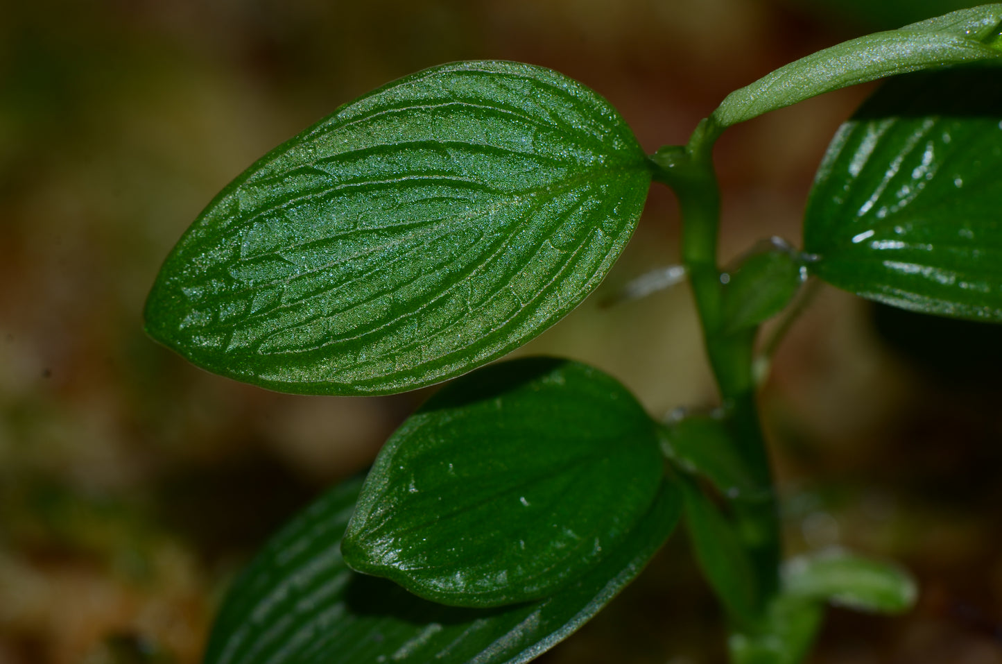 Philodendron sp. "Mini Sanitiago"