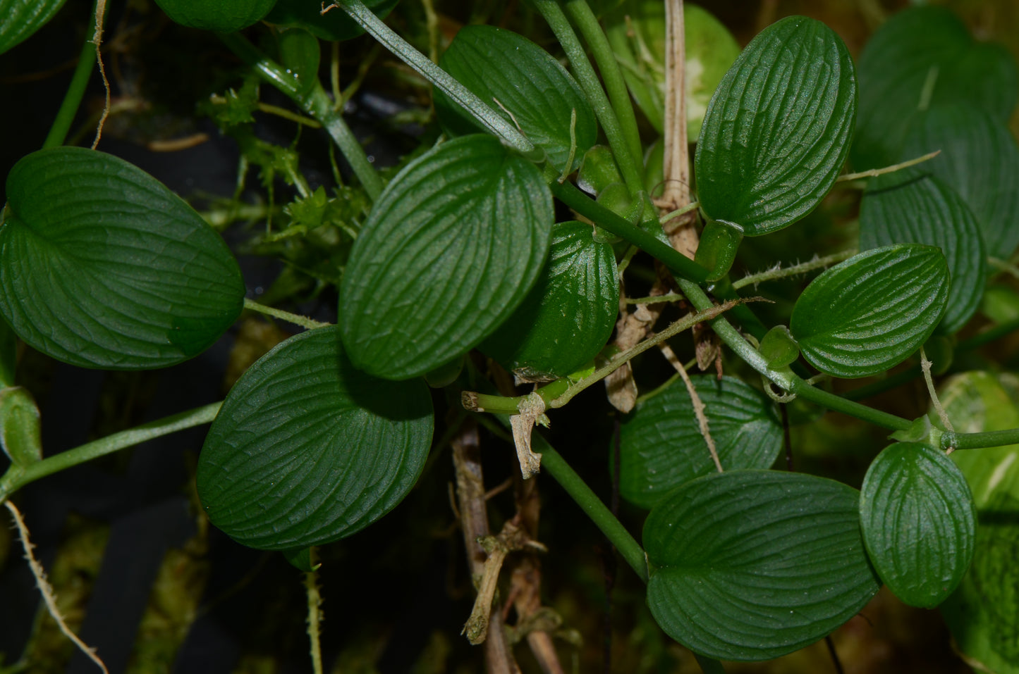 Philodendron sp. "Mini Sanitiago"