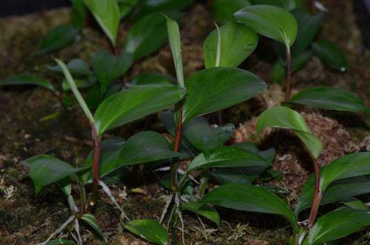 Philodendron aff. pierrelianum "Red Petiole"