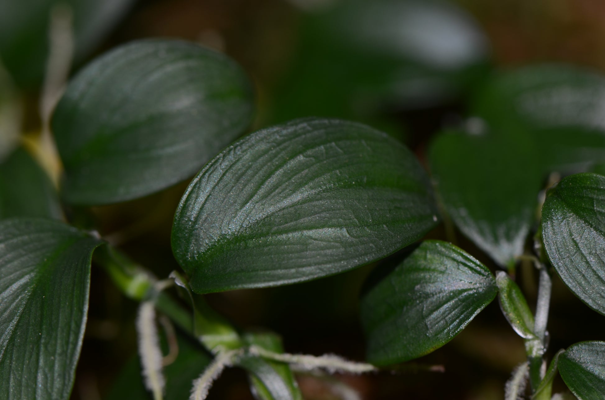 native philodendron Philodendron sp. "Condor Mini"