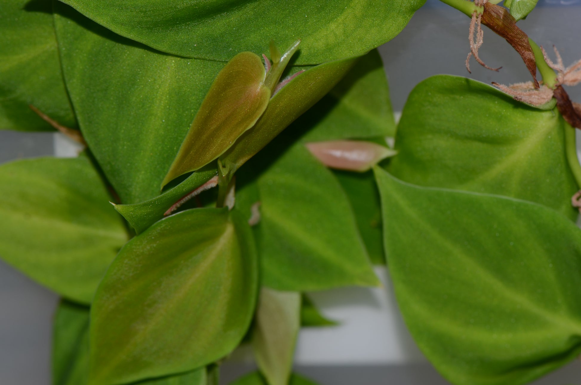 philodendron leaves translucent Philodendron sp. Loreto – Understory Enterprises