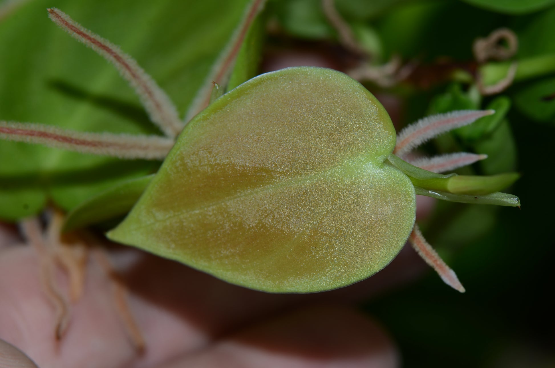 philodendron bud Philodendron sp. Loreto – Understory Enterprises