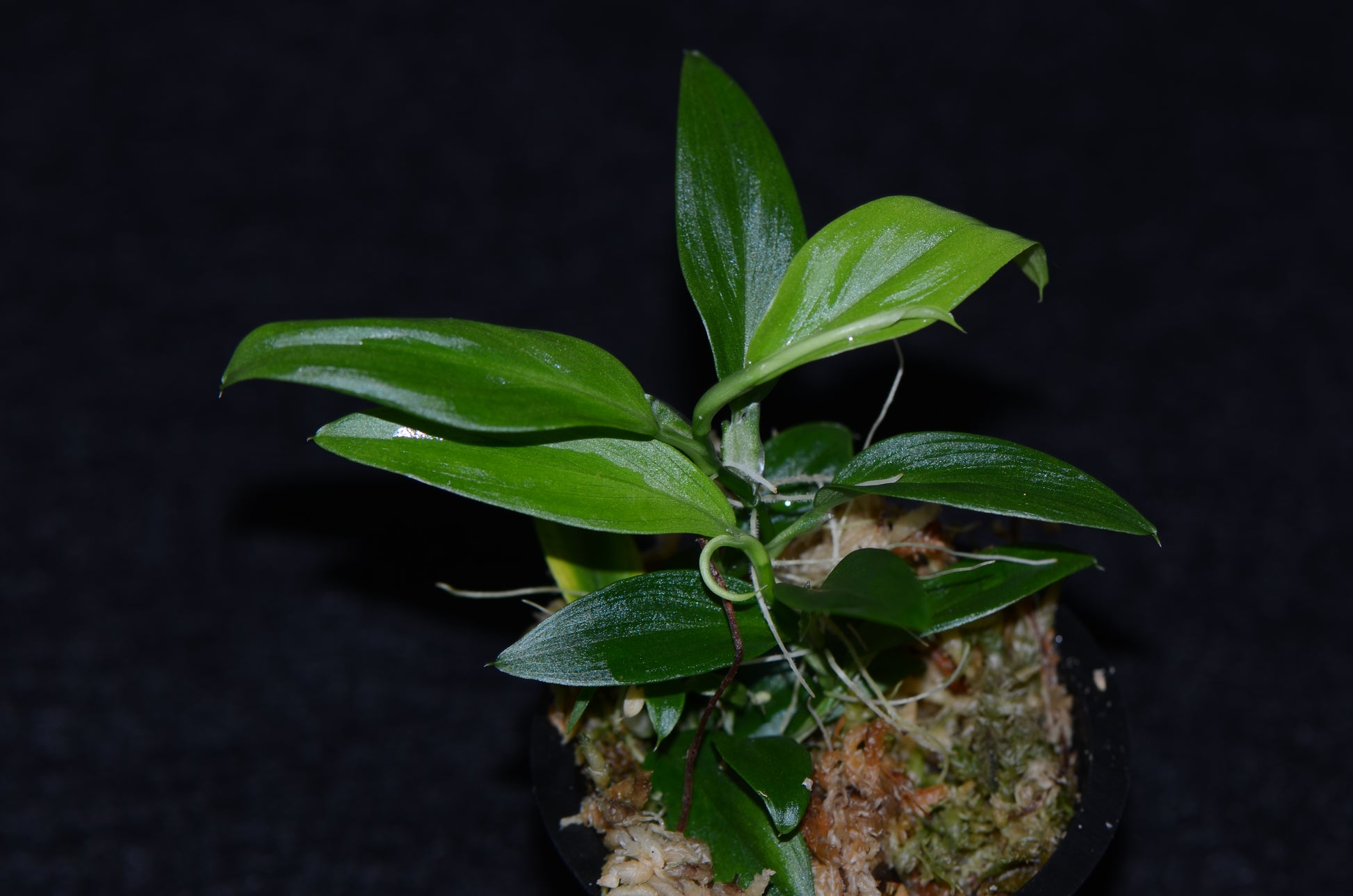growing dwarf philodendron Philodendron sp. "Dwarf Borja Ridge"