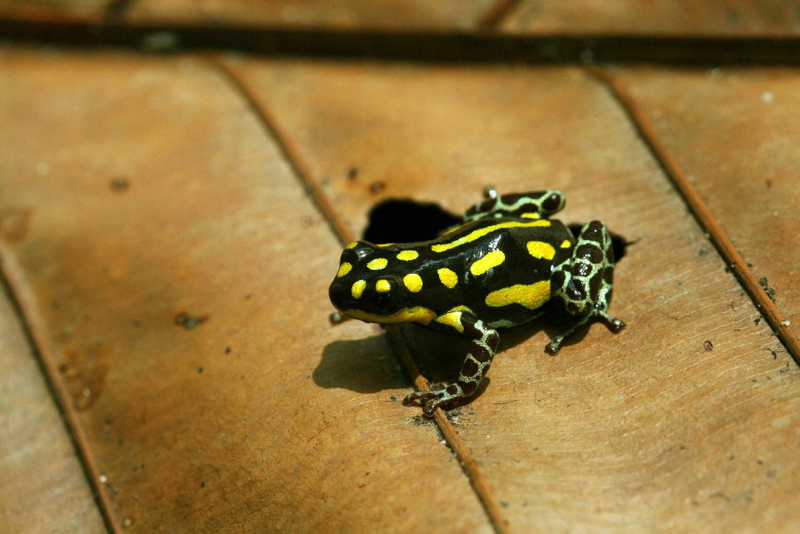 Ranitomeya flavovittata "Nominal"
