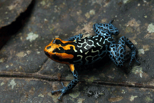 Ranitomeya fantastica "Lowland"