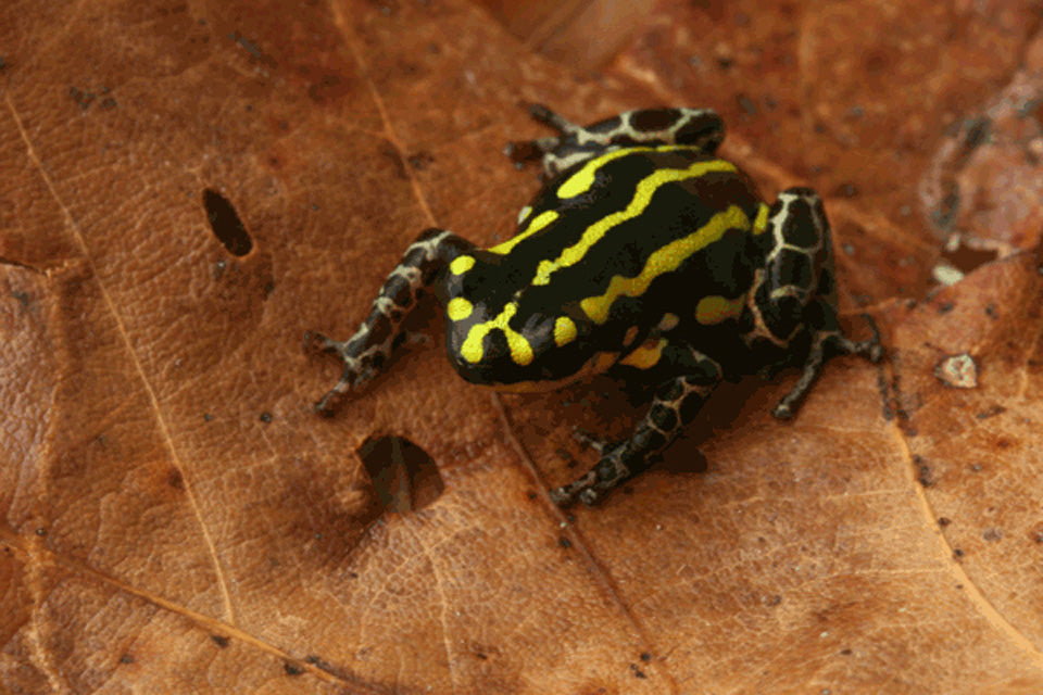 Ranitomeya flavovittata "Nominal"