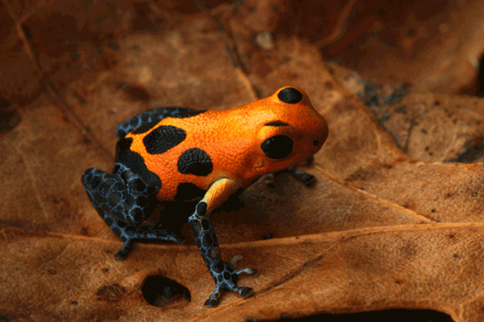 Ranitomeya imitator "Varadero"