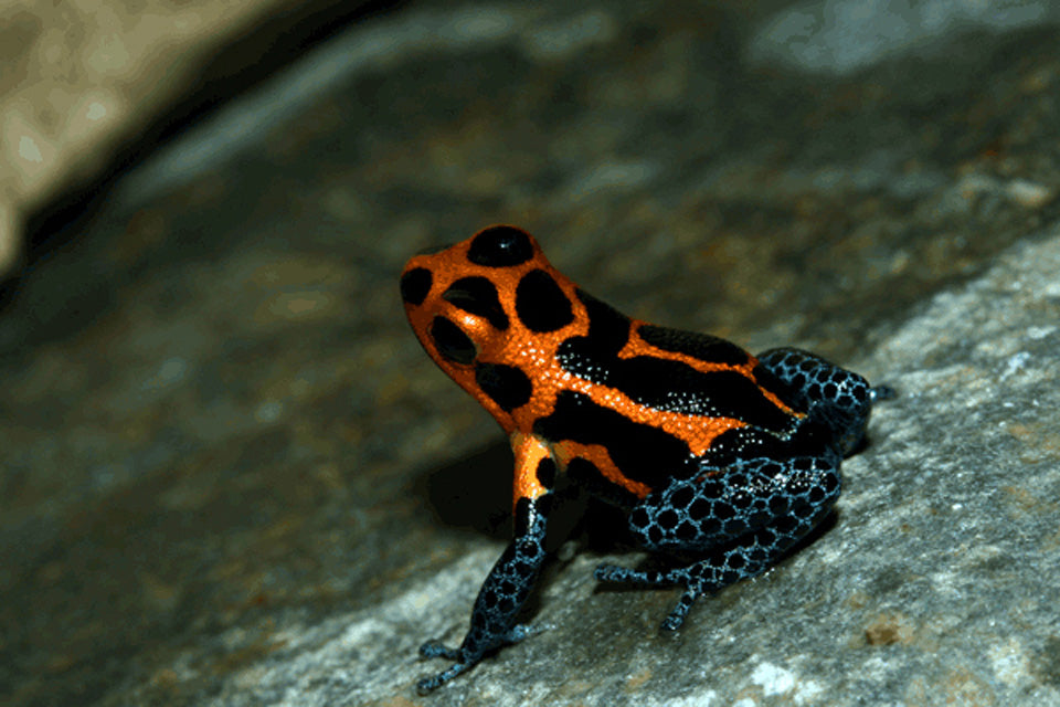Ranitomeya imitator "Varadero"