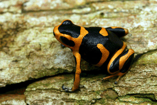 Ranitomeya summersi "Sauce"