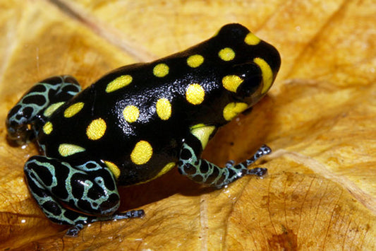 Ranitomeya vanzolini