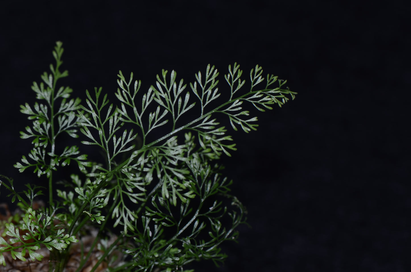 Asplenium aff. fragrans
