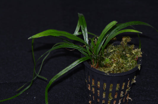 Elaphoglossum aff lanceolatum