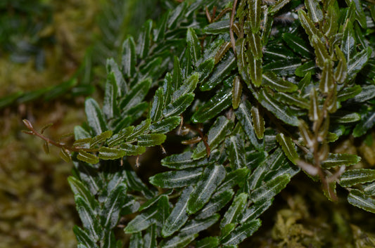 Marcgravia sp. "White Line"