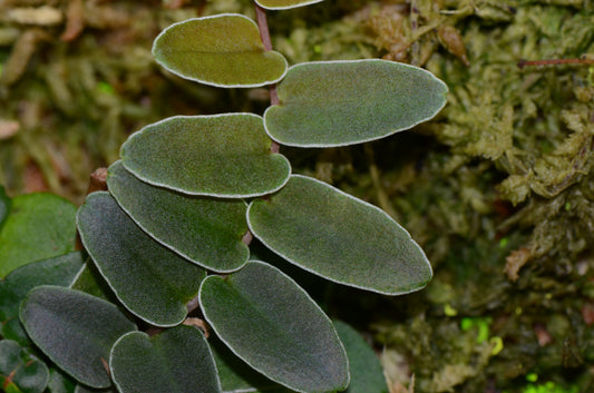 Marcgravia sp. "White Margin Colombia"