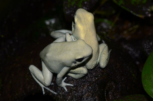 Phyllobates terribilis "Mint"