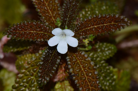 nautilocalyx pemphidius